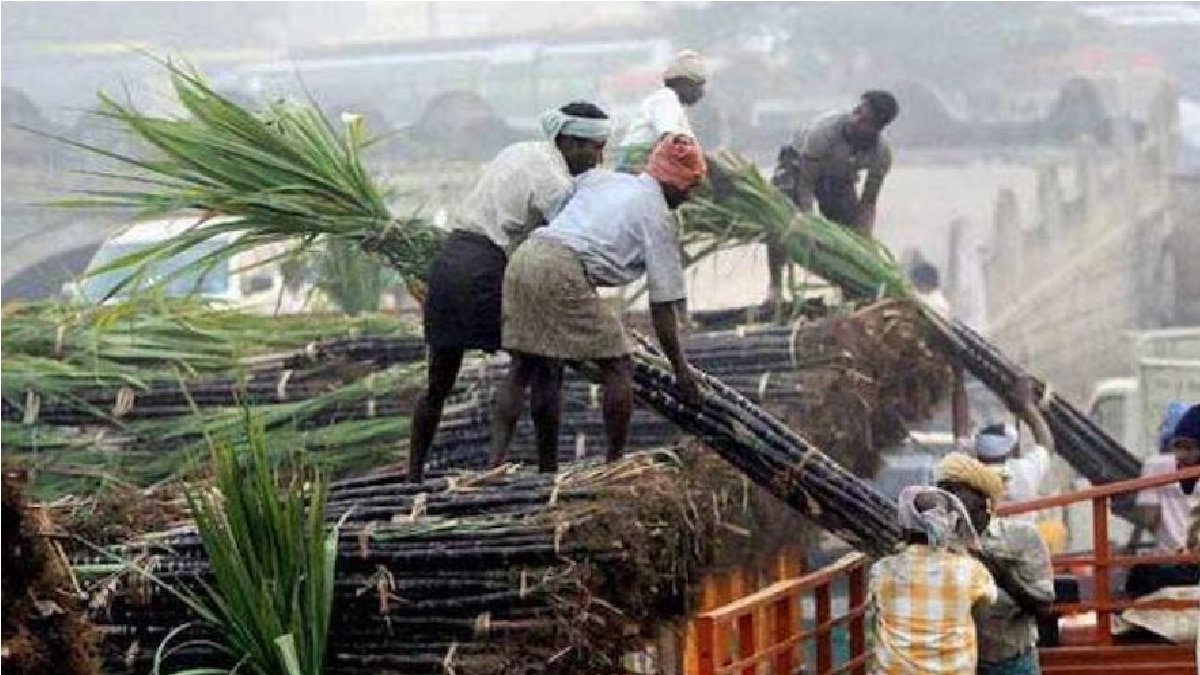 गन्ना किसानों को तोहफा (Representational Image)