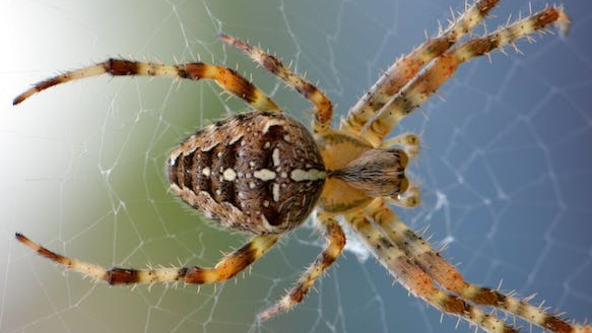 पैर के अंगूठे में मकड़ी ने दिए अंडे (प्रतीकात्मक तस्वीर- Pexels)