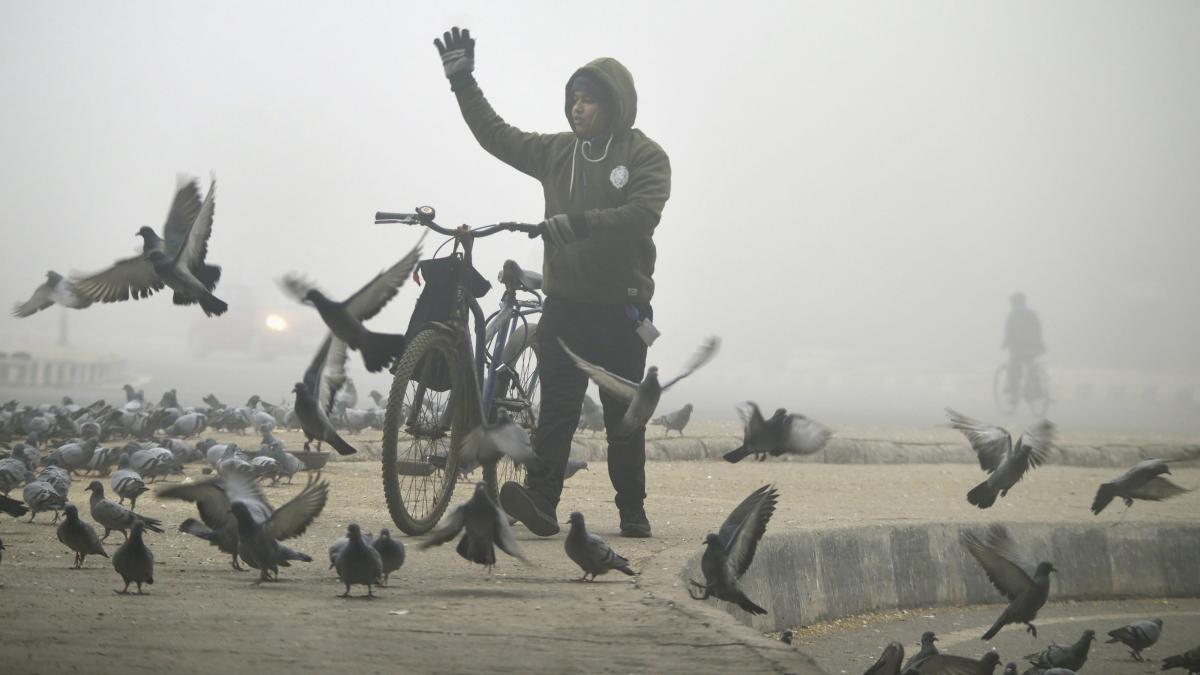 A man feeds pigeons on a road during a foggy and cold winter day in Gurugram. (PTI Photo) 