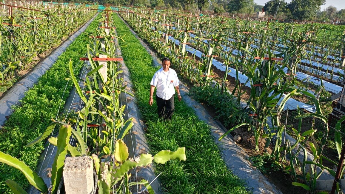 ड्रैगन फल की खेती