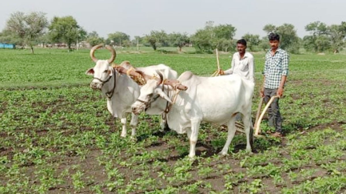 बैलों का हुआ अंतिम संस्कार