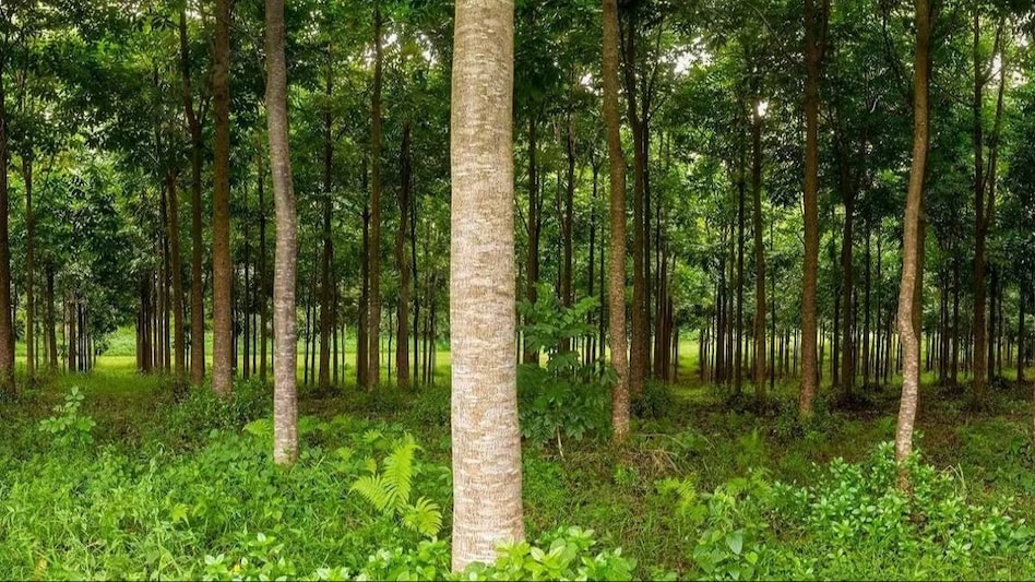 महà¥à¤à¤¨à¥ à¤à¥ पà¥à¤¡à¤¼à¥à¤ à¤à¥ à¤à¥à¤¤à¥