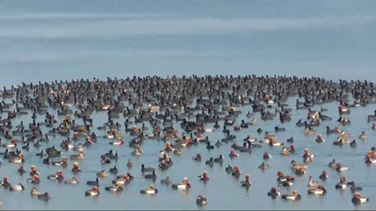 सायबेरियन पक्षी यहां मार्च तक रहेंगे. 