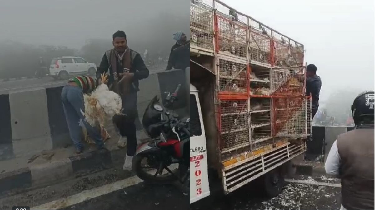 घटना के बाद मुर्गे लेकर भागते दिखे थे लोग. (Video Grab)
