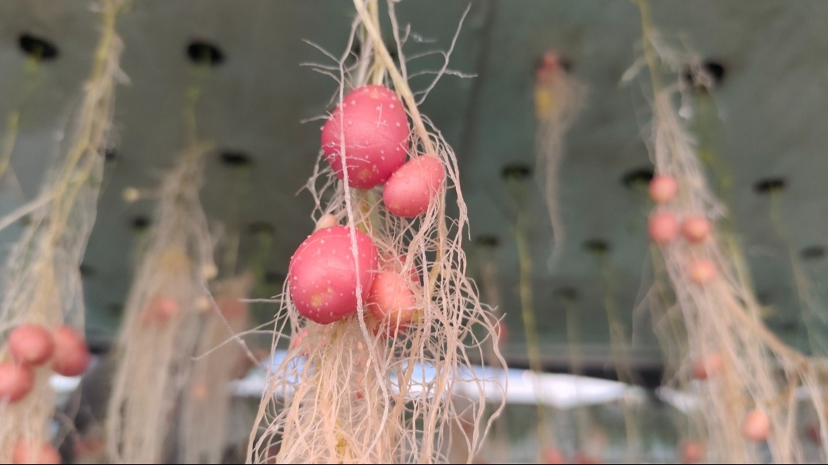 एयरोपोनिक तकनीक से उगाए आलू