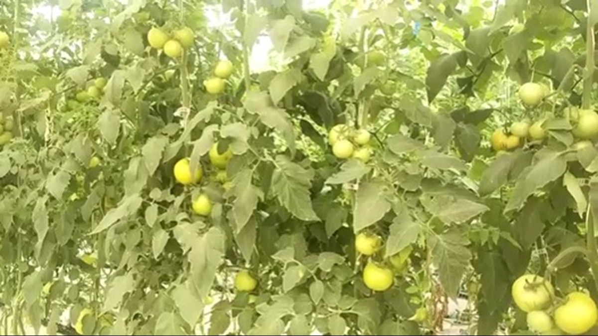 भीलवाड़ा में इजरायली तकनीक से खेती