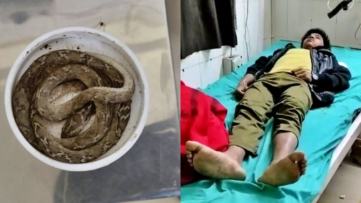 बांदा: युवक को सांप ने डसा 