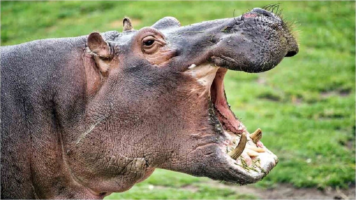 प्रतीकात्मक तस्वीर.