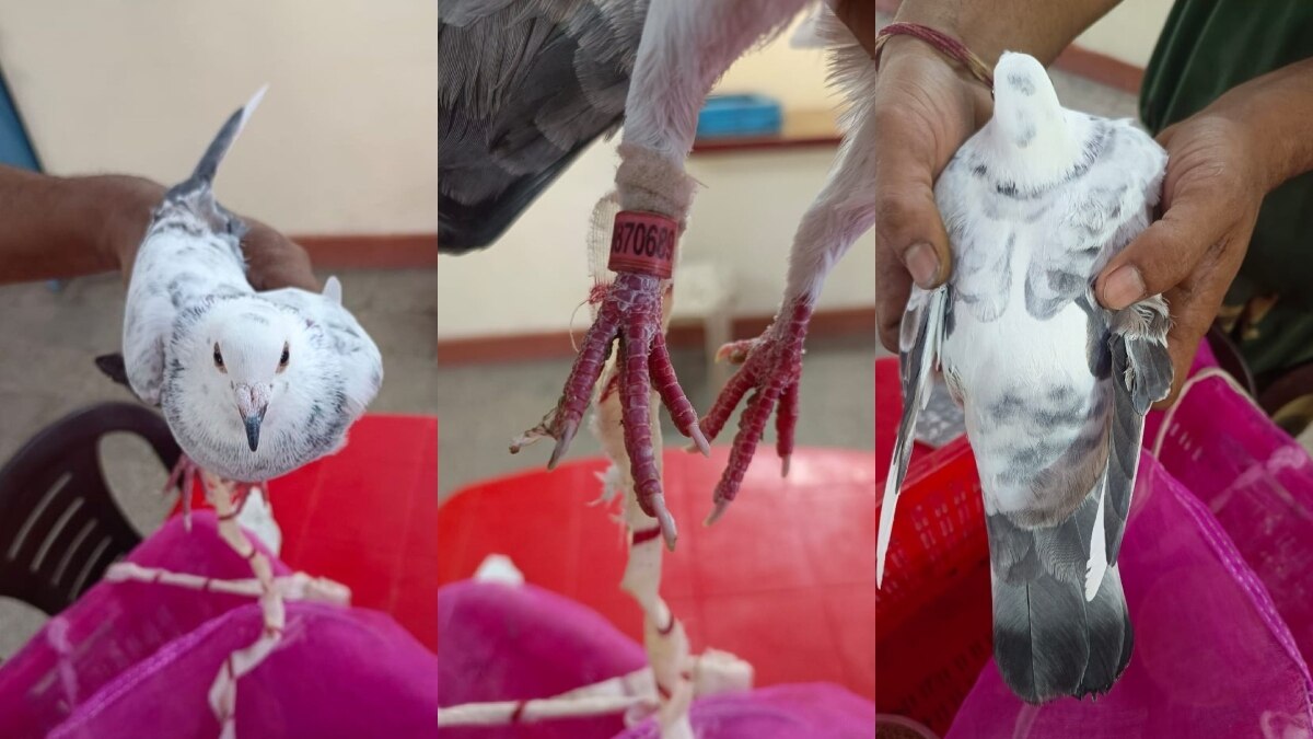 पाकिस्तान से आया संदिग्ध कबूतर.