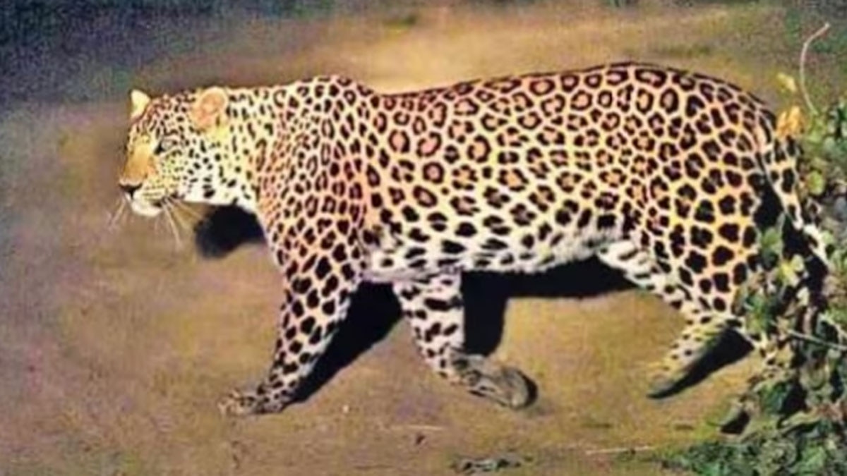 गुलदार के आतंक से खौफ में ग्रामीण