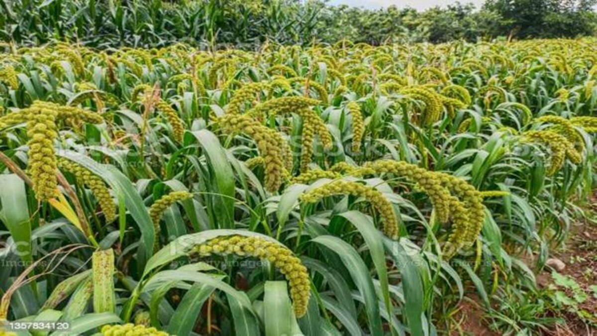 Millet farming