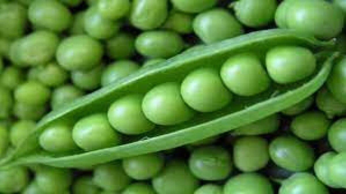 Pea pulses crops