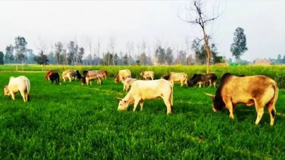 छुट्टा जानवर