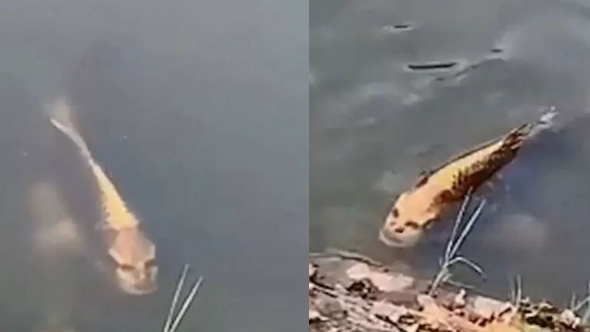 मछली का इंसान जैसा चेहरा देख डरे लोग (तस्वीर- सोशल मीडिया)