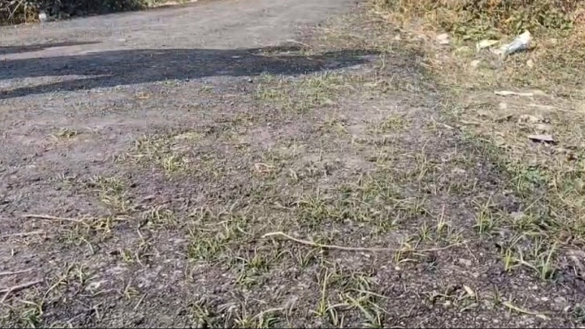 इस नई बनी सड़क पर पांच दिन में घास निकलने लगी. 