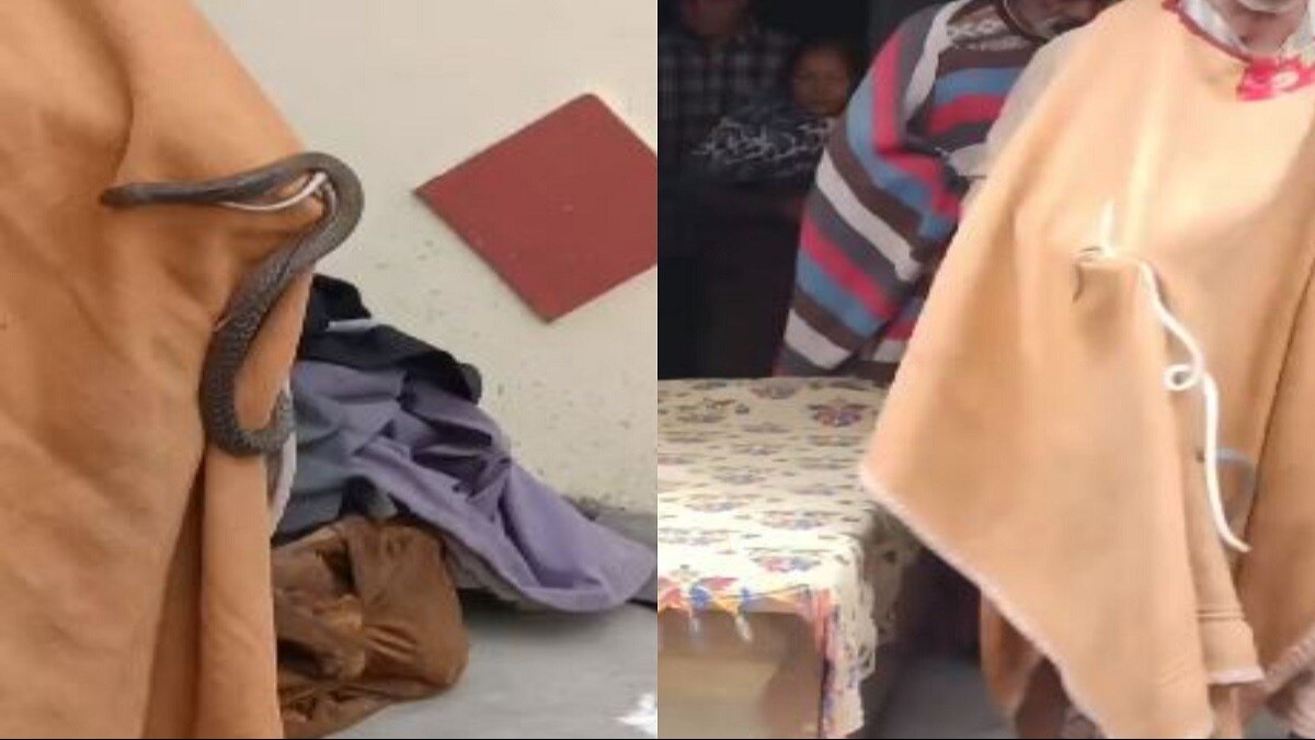 पंजाब में एक घर से निकले कई सांप