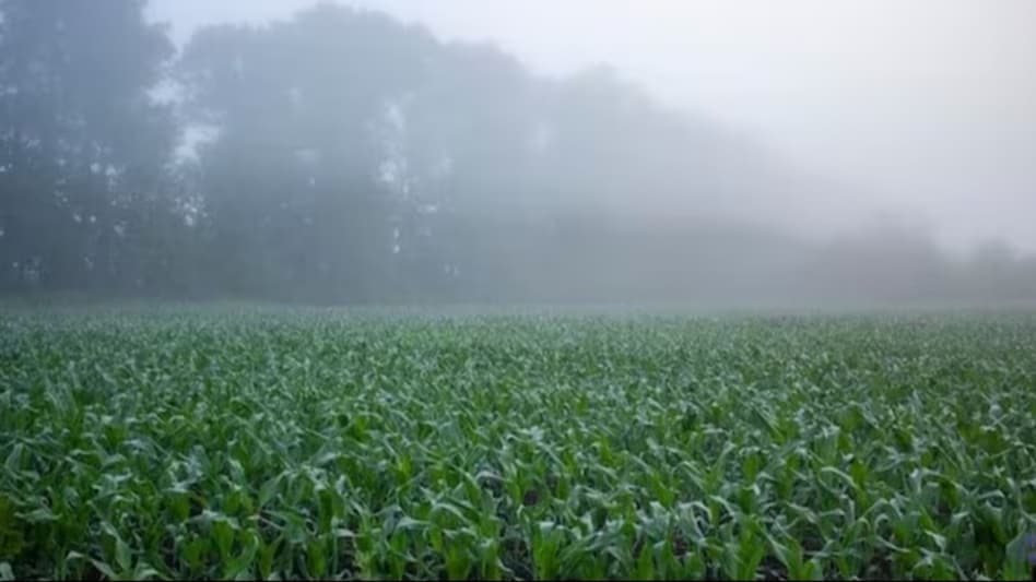 उत्तर भारत में ठंड के चलते, पाला पड़ने से फसलों को नुकसान, मौसम विभाग ने दी चेतावनी - imd issued alert crops get damaged due to frost in north india weather update