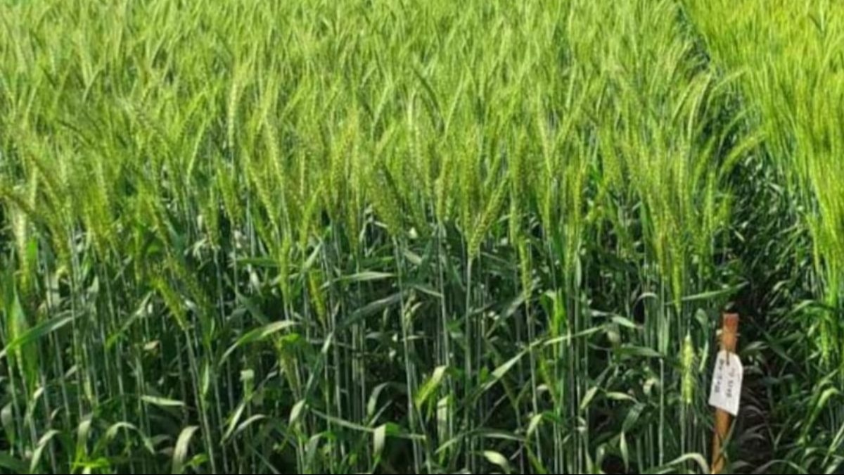 Wheat crop protection from frost