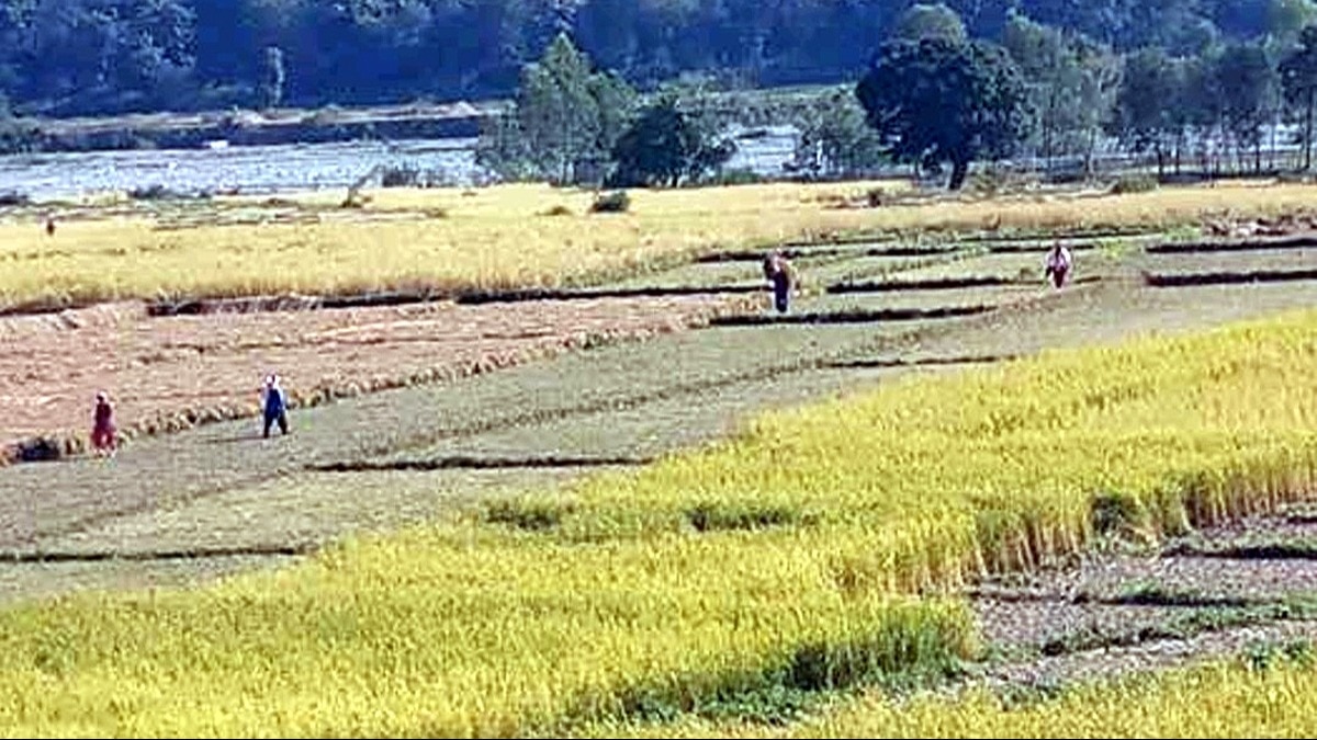 Dehradun Basmati Crop Reduction