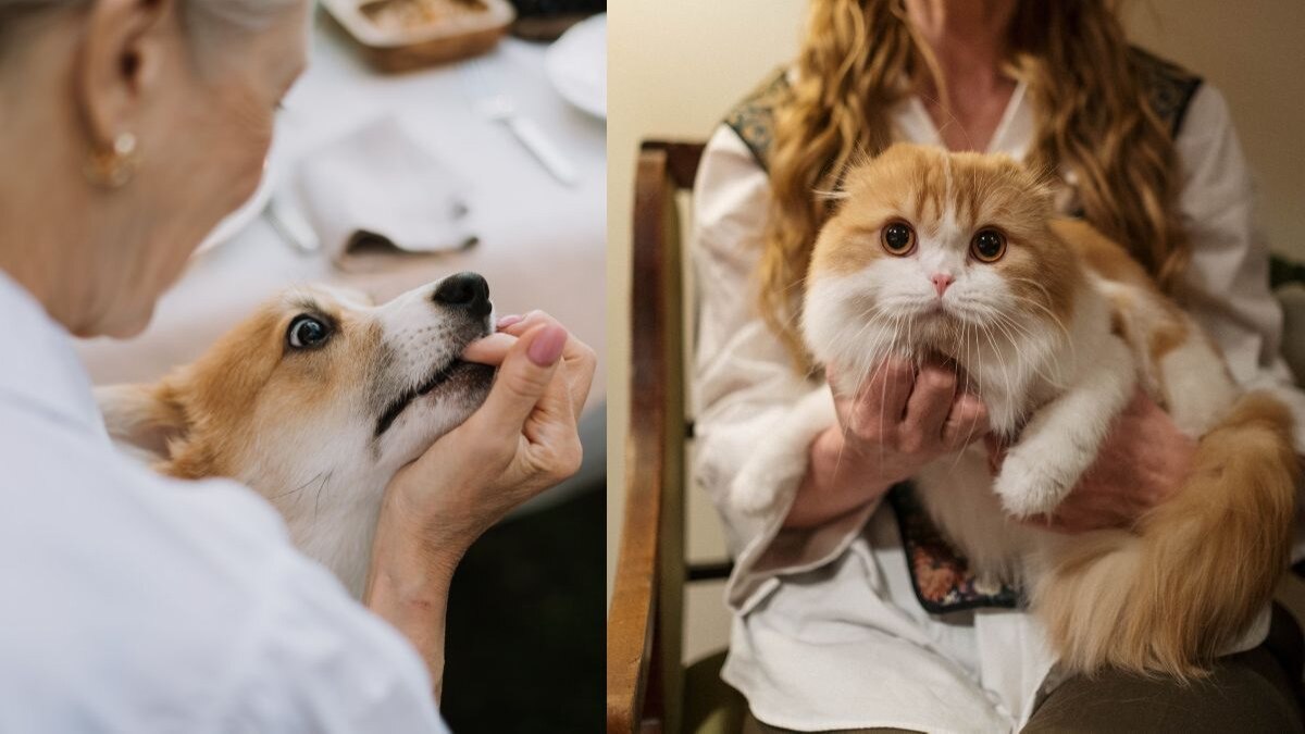 कुत्ते-बिल्लियों के नाम की लाखों की प्रॉपर्टी, महिला ने फैसले से अपने बच्चों को दिया झटका