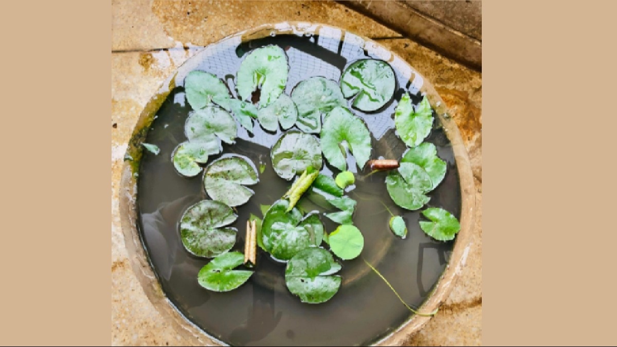 गमले में कमल खिलाने का तरीका