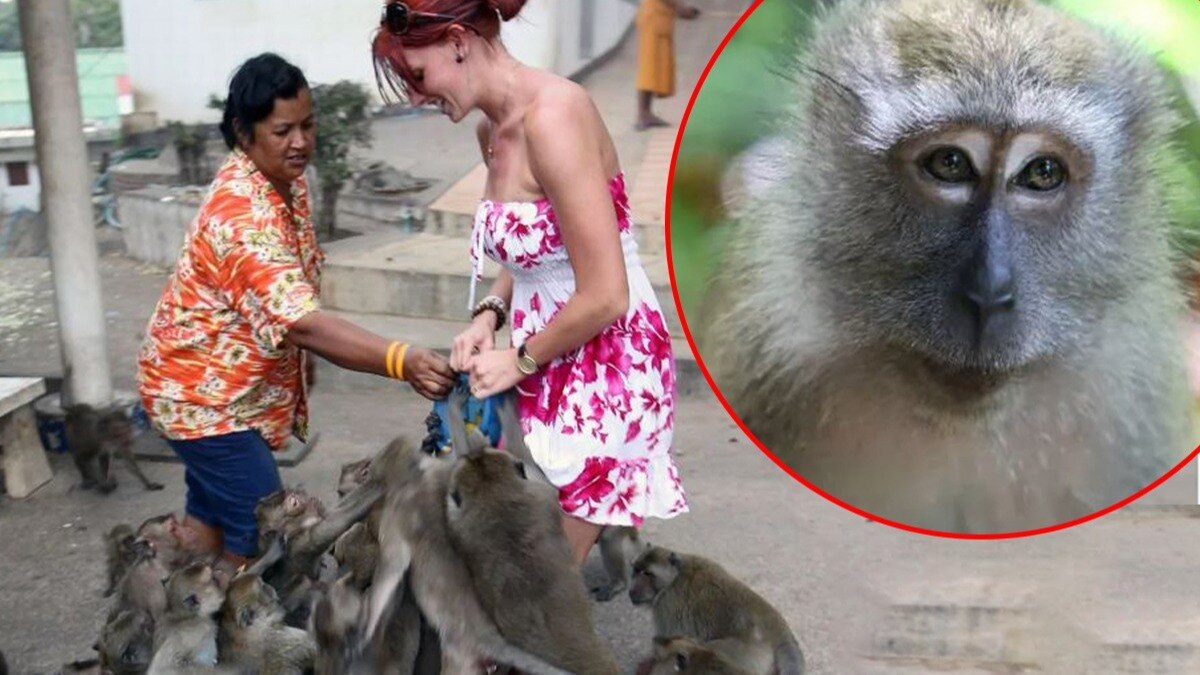 यहां इंसानों के लिए जानलेवा हुई 'बंदरों की टोली,' सरकार ने निकाला ये क्रूर रास्ता