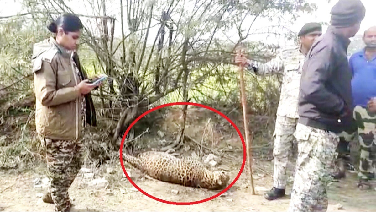 सूअर पकड़ने के लिए लगाए गए फंदे में फंसा तेंदुआ, तड़पते हुए गई जान - Leopard dies after getting entangled in a trap set to catch pigs in Morena Nepari village mp