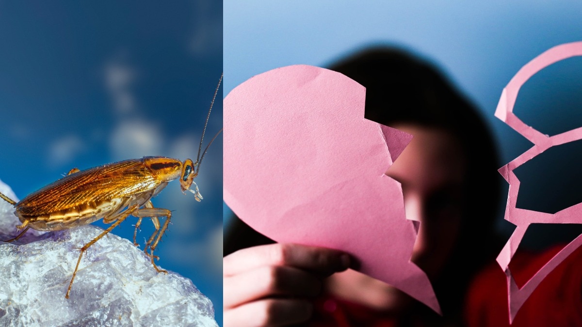 कॉकरोच को दो अपने Ex का नाम और फिर... Valentine's Day पर ZOO का खास ऑफर