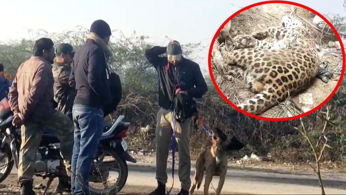 अब वन विभाग मामले की जांच में जुट गई है. 