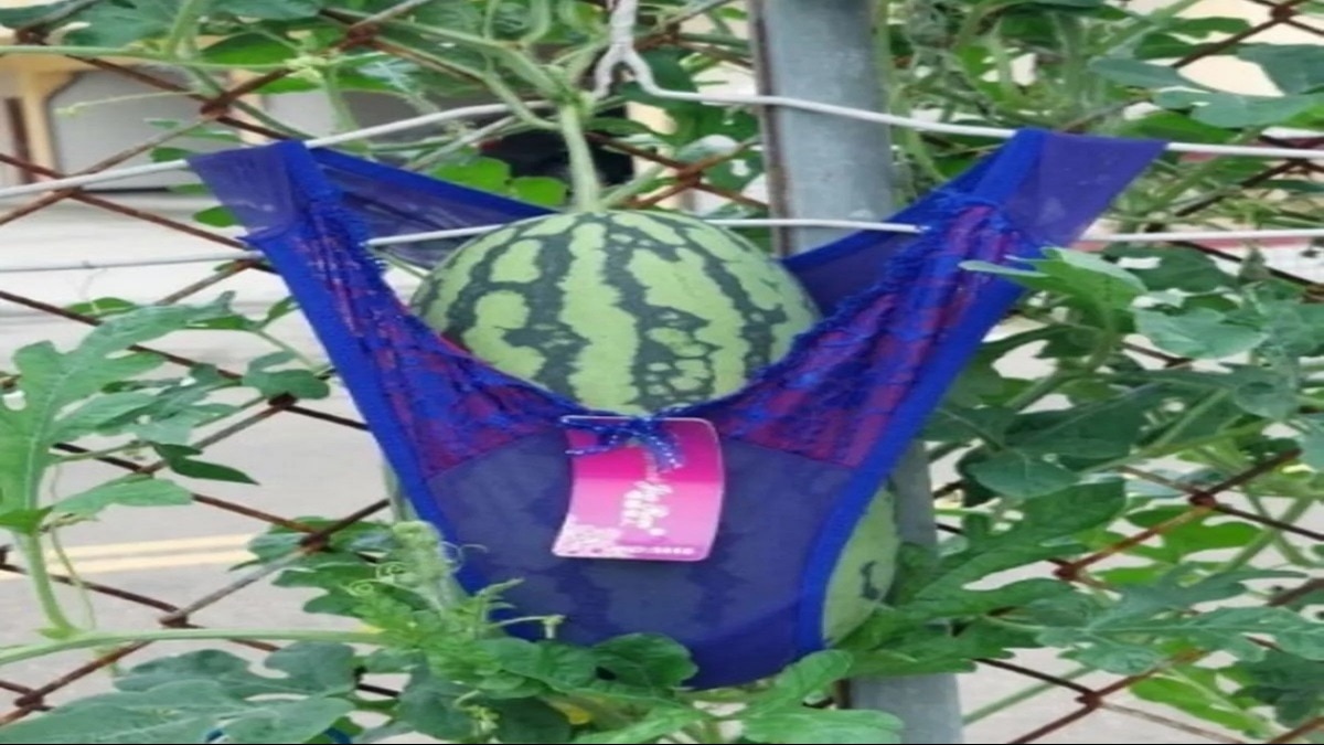 तरबूजों को अंडरवियर पहनाता है ये किसान, वजह जानकर रह जाएंगे हैरान