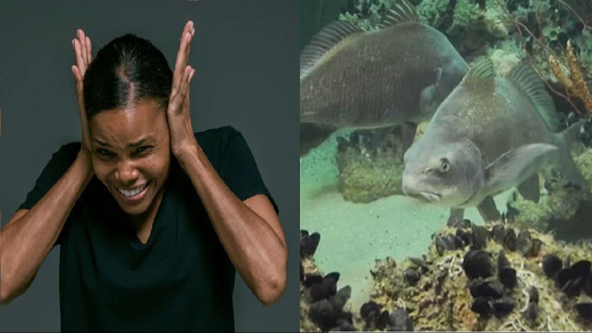 Mating करती मछलियों का शोर ऐसा, सुनें तो फट जाएगा कान का पर्दा