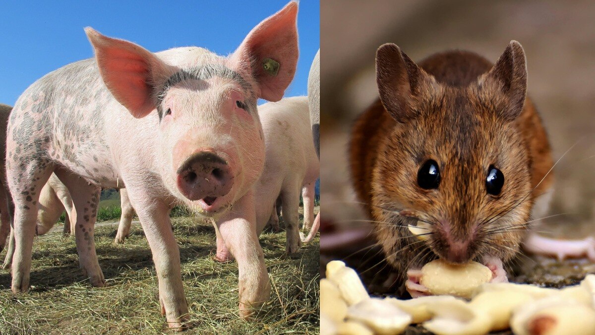 चूहे के सूखे शव से लेकर सुअर की आंख तक... इस देश में काफी फेमस हैं ये डिश