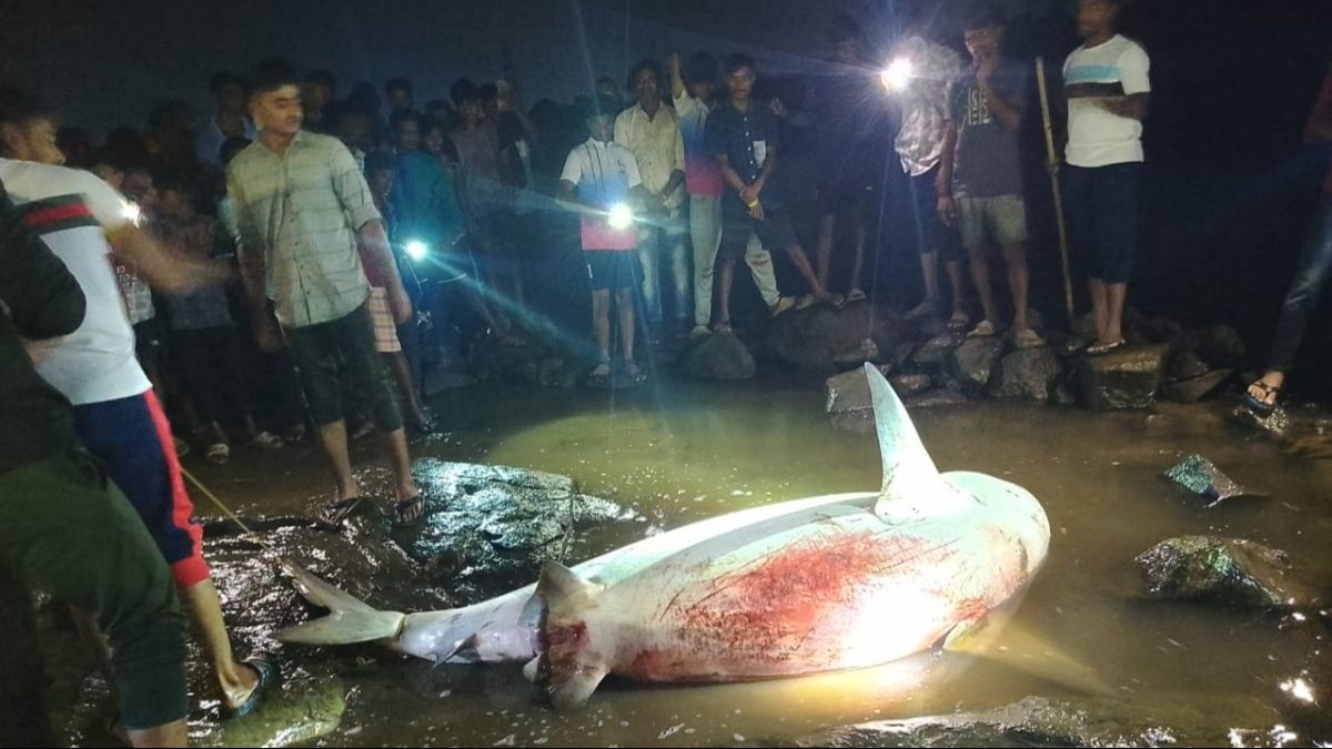 ग्राणीणों ने पकड़ी शार्क. 