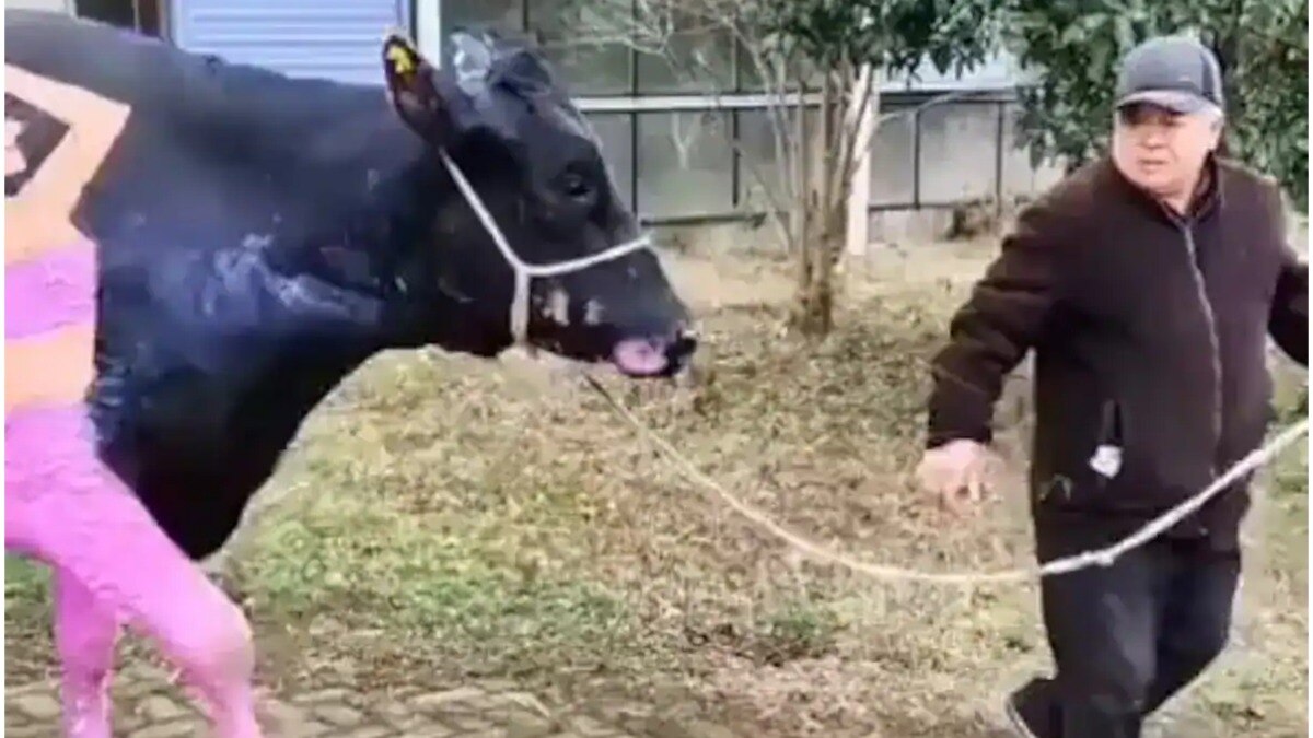 वैलेंटाइन डे पर क्यों इंटरनेट सेंसेशन बनी ये गाय? वायरल हुआ VIDEO