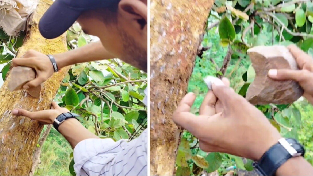 कुछ ऐसा है 'पैसों के पेड़', इस टेक्निक से पैसे निकालते दिखे लोग, VIDEO