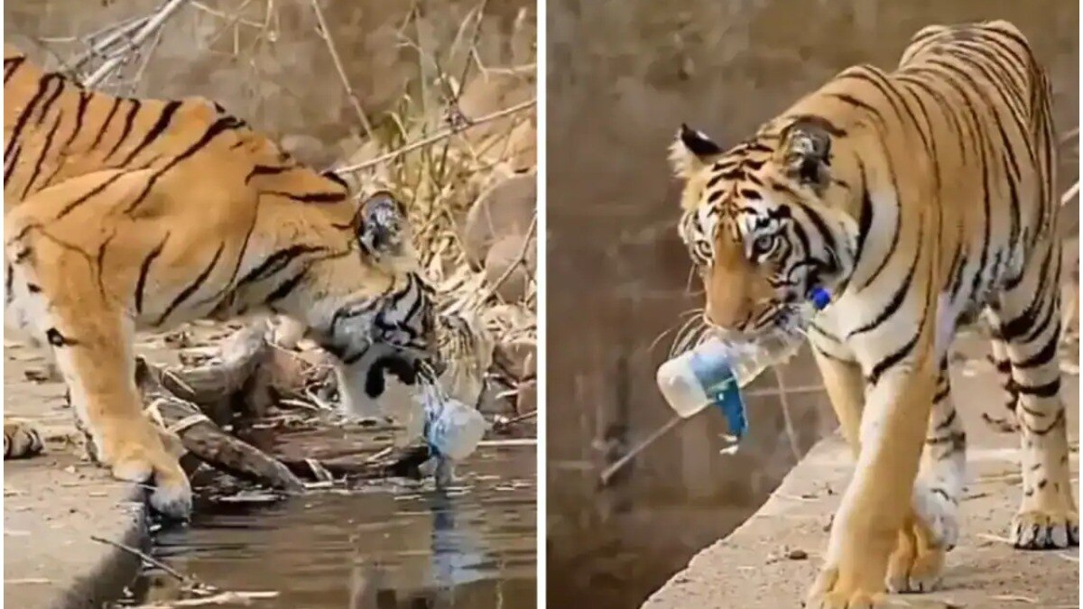 बाघ ने पानी से निकाली प्लास्टिक की बोतल (तस्वीर- deepkathikar/Instagram)
