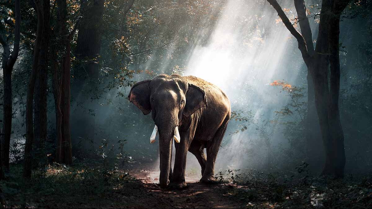 Kerala Elephant, Human-Elephant Conflict