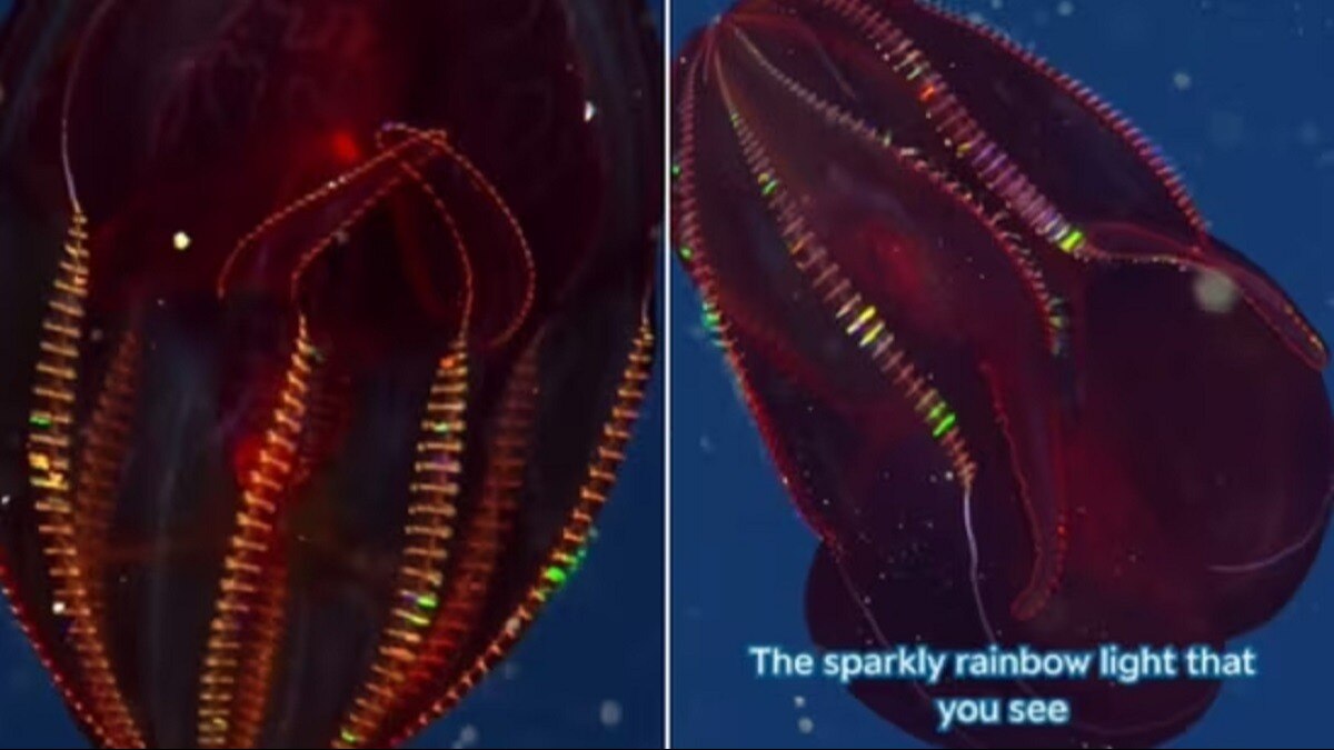 ब्लडी-बेली कॉम्ब जेली