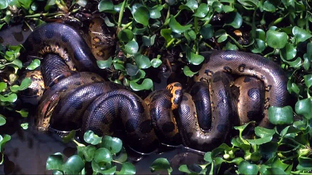  Green Anaconda 