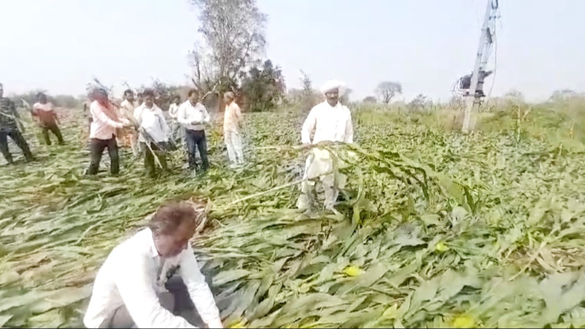 खरगोन में बर्बाद हुई मक्के की फसल.