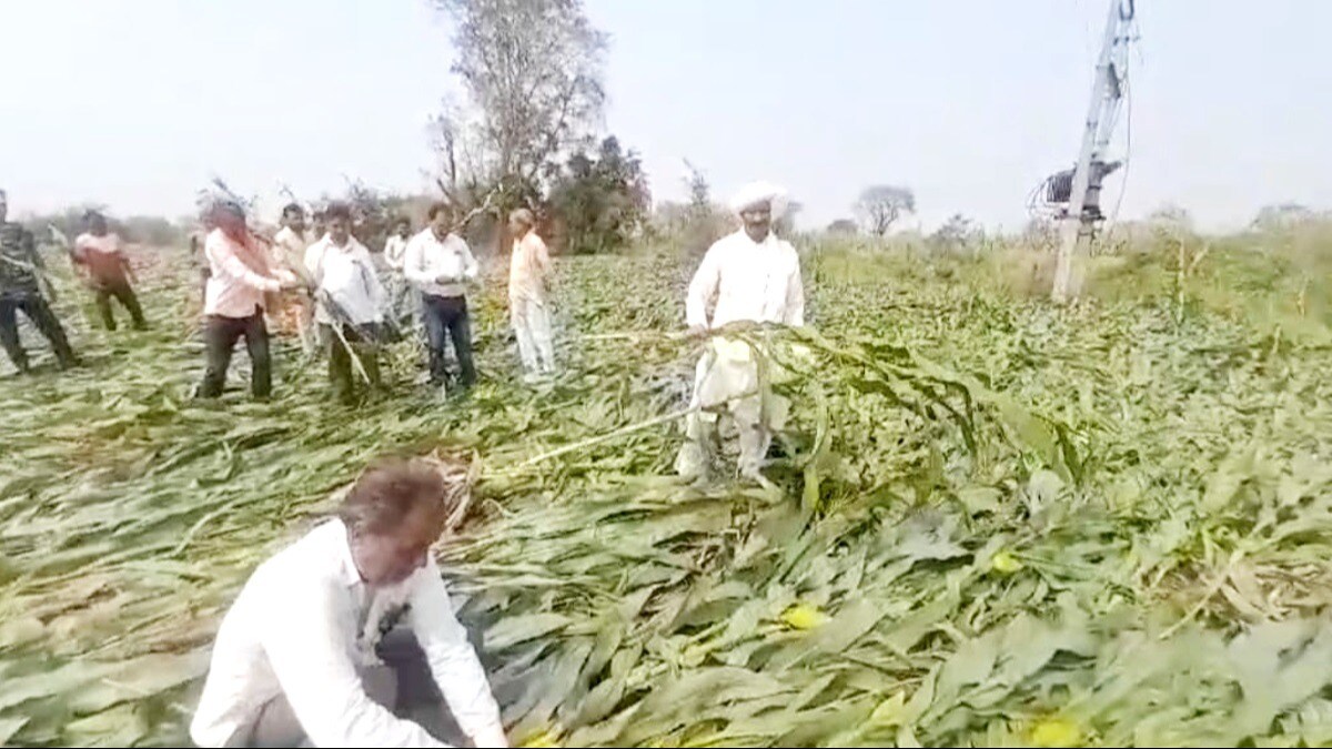 खरगोन में कुदरत का कहर : ओलावृष्टि से मक्का, गेहूं और चना बर्बाद खरगोन में कुदरत का कहर : ओलावृष्टि से मक्का, गेहूं और चना बर्बाद