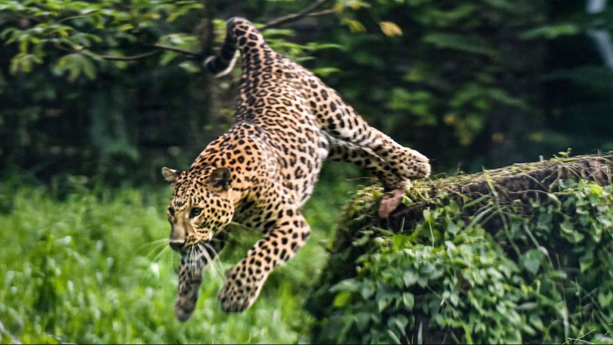 MP में तेंदुओं की आबादी बढ़ती दिखाई दे रही है.