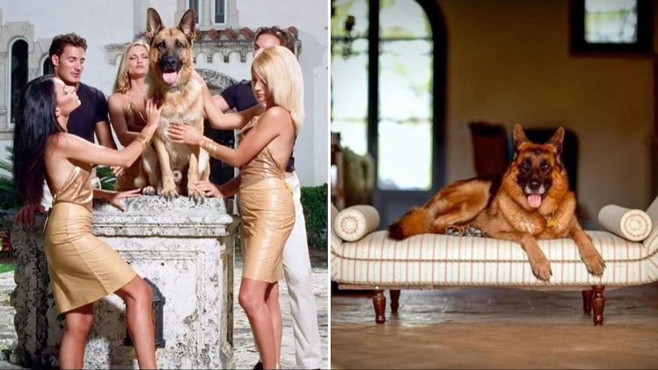 चौंकिए मत! अपने पैसे से BMW गाड़ी में घूमता है यह कुत्ता, 30 अरब की प्रॉपर्टी… German Shepherd This dog roams around in a BMW car with his own money, has property worth Rs 30 billion…