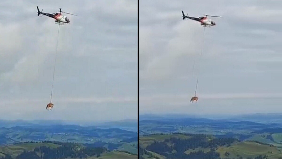 गाय को ले जाने आया हेलीकॉप्टर, हवा में उड़ती दिखी, वीडियो देख हैरान हुई पब्लिक