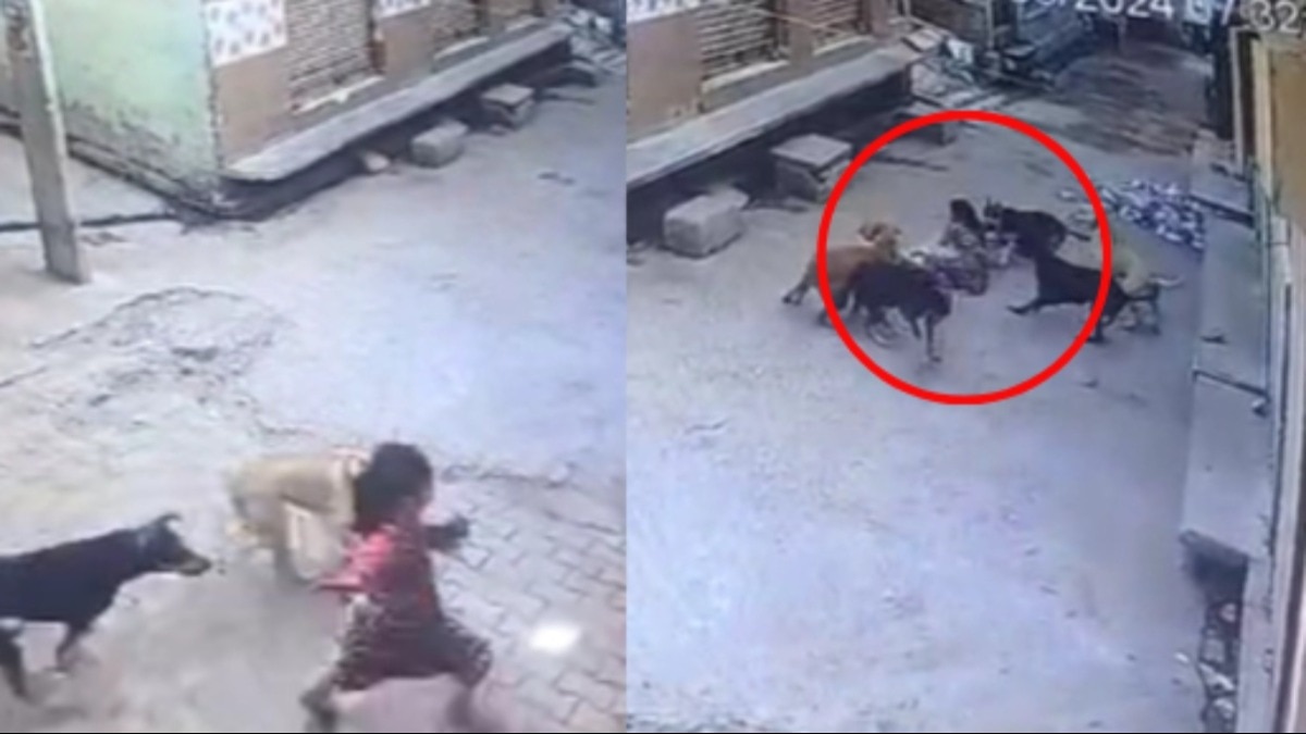 कुत्तों ने बच्ची पर हमला किया.