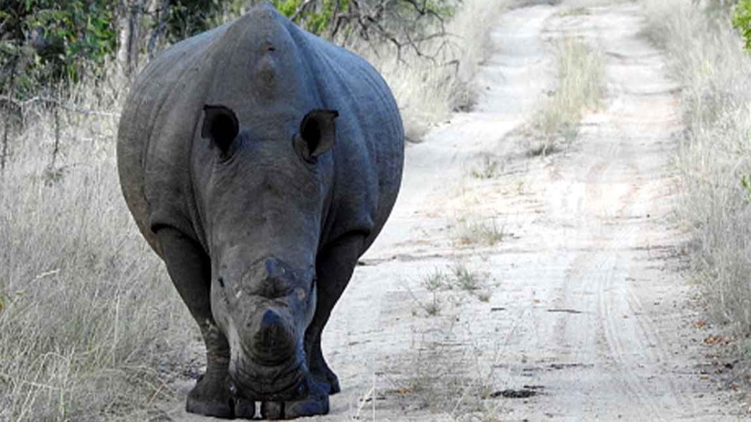 असम के मानस नेशनल पार्क में गैंडे ने सफारी का किया पीछा (सांकेतिक तस्वीर)
