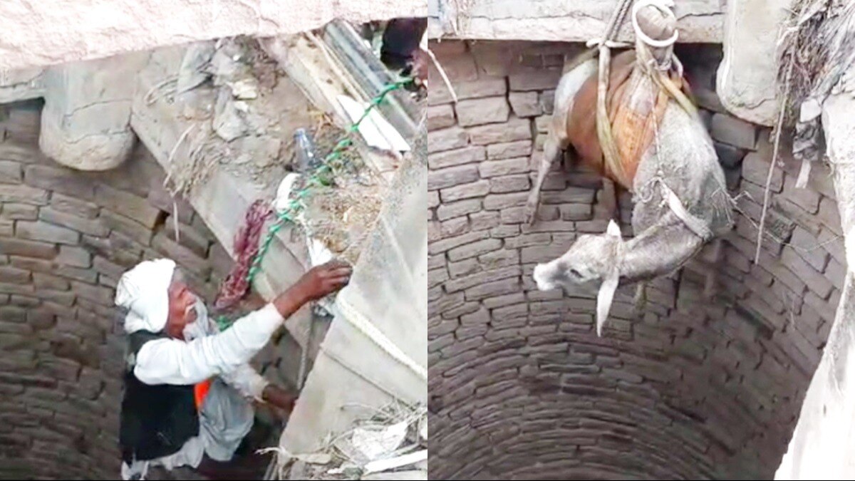 गाय के रेस्क्यू की तस्वीरें.