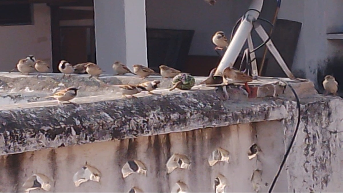 जमाल शेख के घर में गौरैयों का झुंड