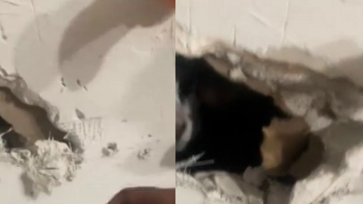 घर की दीवार से आ रही थीं डरावनी आवाजें, खोलकर देखा तो उड़े होश, अंदर थी जिंदा...