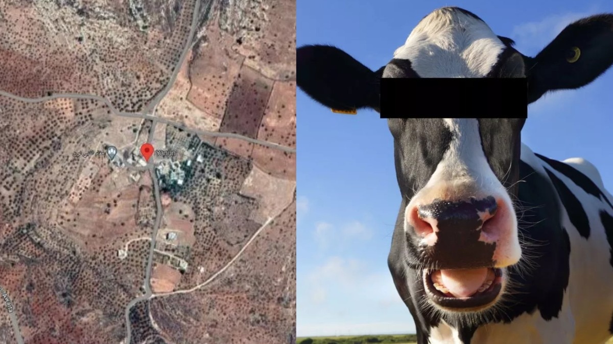 इस देश में इंसान नहीं 'गाय' बनी जासूस! शख्स को मिले सबूत, बताया लोगों पर कैसे रख रहीं नजर